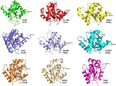 Structural Evolution of TIR-Domain Signalosomes